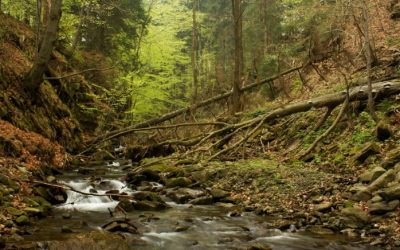 Where the (Re)Wild Things Are